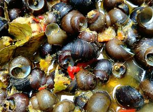Foto resep Tutut pedas kuah kuning
