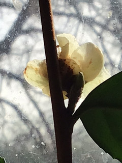 A picture of California Farm Grown Oolong Tea.