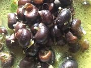 Gambar siput tutut