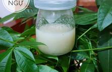 #7 | Sữa yến mạch đậu ngự