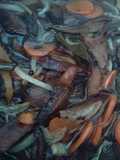 Hongos en Escabeche