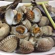 Kerang Dara Rebus