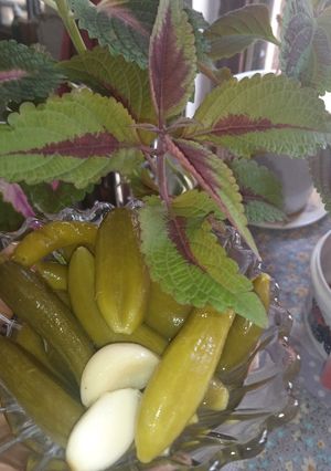 عکسی از دستور خیار شور ترد بازاری