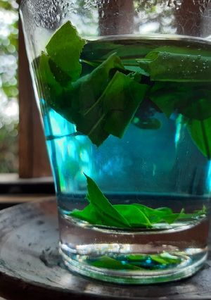 Foto resep Teh Daun Sirsak Bunga Telang