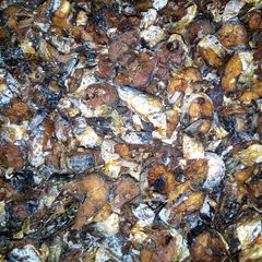 A picture of Fried fish.