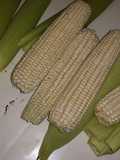 Como conservar el elote fresco y blando
