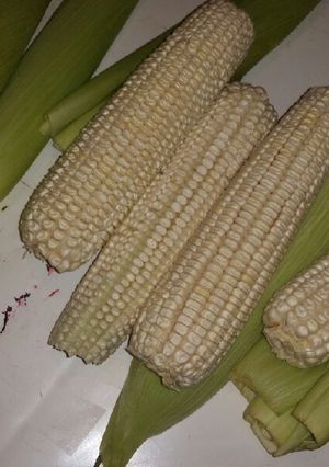 Una foto de Como conservar el elote fresco y blando