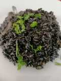 Risotto al nero di seppia