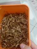 Ruốc nấm sò