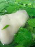 Canh rau ngót nấu giò heo