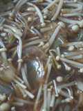 เห็ดเข็มทองผัดน้ำมันหอย