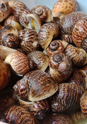 Foto resep Kerang guci kuah bening