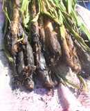 Calçotada para dos