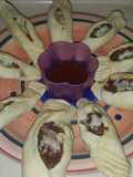 Empanaditas árabes