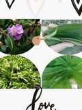 12. Tips merebus daun & bunga pepaya tidak pahit (daun senggani)