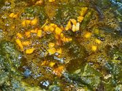 A picture of ghee left over