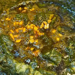 A picture of Palak Chicken.