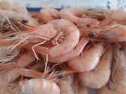 Una foto de gamba blanca