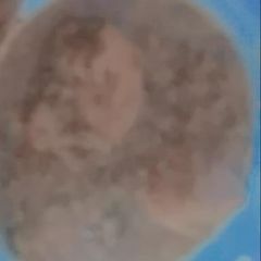 A picture of Chicken white karahi.