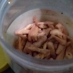 A picture of Ginger Pickle.