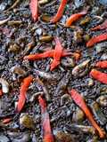 Paella de arroz negro al estilo de Juan