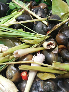 Hình của món Ốc luộc (ốc đồng).