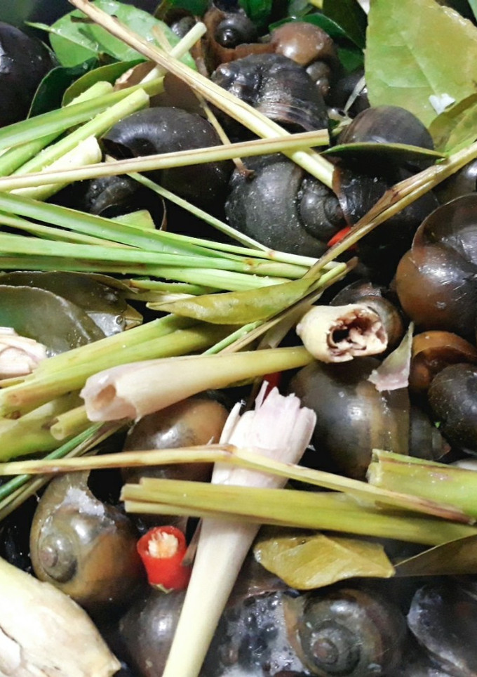 Hình của món Ốc luộc (ốc đồng).