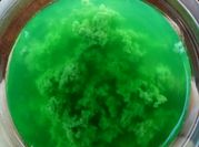 Gambar puding lumut kelor