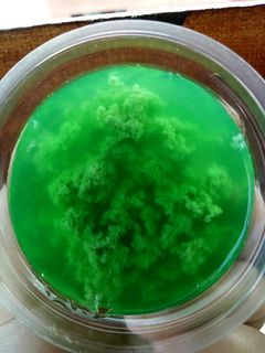 Foto resep Puding Lumut Daun Kelor Fla Vanilla