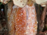 Cascaritas de naranja escarchadas