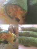 Rollos de espinaca