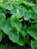 Kesavina Dhantina soppu palya (Colocasia leaves curry recipe)