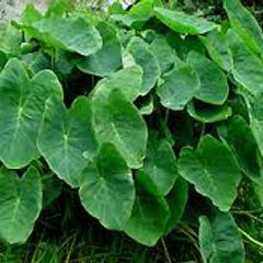 A picture of Kesavina Dhantina soppu palya (Colocasia leaves curry recipe).