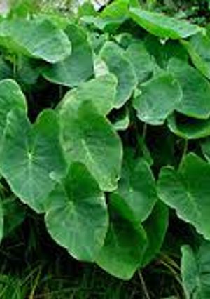 A picture of Kesavina Dhantina soppu palya (Colocasia leaves curry recipe).