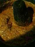 Salsa de chicatana