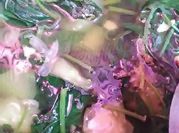 Gambar sayur bening daun ubi dan gambas