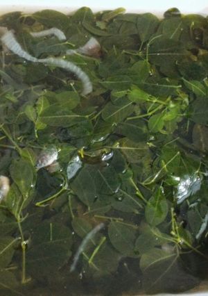 Foto resep Sayur Daun Kelor Super Simpel