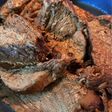 Recetas con carne: lomo al aceto balsámico