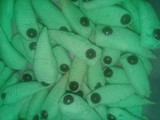 Kue ulat