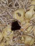 20. Tortelini con gulas