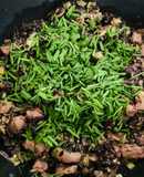 Cơm chiên thập cẩm