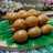 Sate Pindang Telur Puyuh