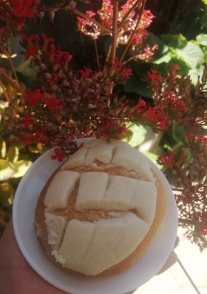 Una foto de Conchas