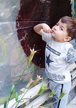 عکسی از دستور لواشک آلبالو وگیلاس