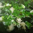 Canh rong biển nấu thịt xay