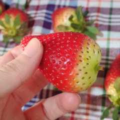 تجميد الفراولة على شكلها🍓-レシピのメイン写真