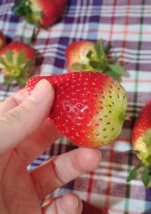 صورة لوصفة تجميد الفراولة على شكلها🍓