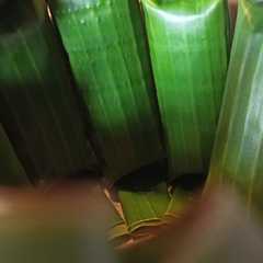 รูปของ Arem-arem