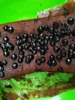 Foto resep Brownies kukus simple