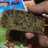 Bolu pisang kukus no mixer with magiccom